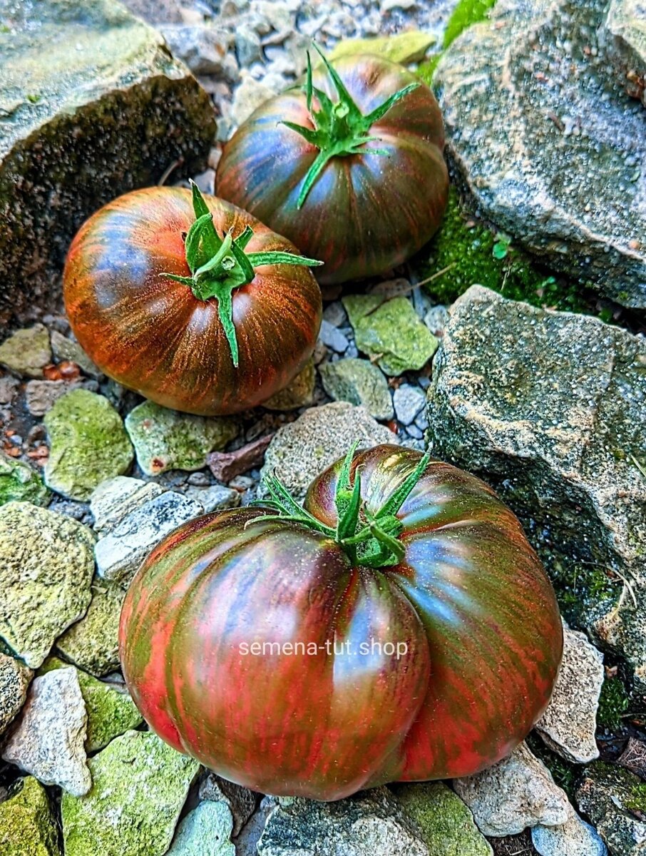 Характеристика томата кровавая луна