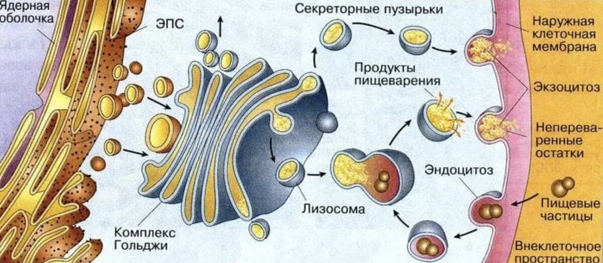 Аппарат гольджи рисунок в клетке