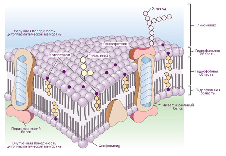 Схема строения цитоплазматической мембраны