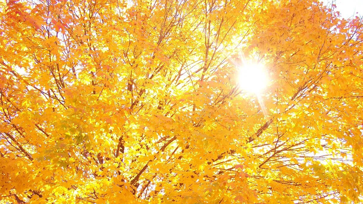 Яростная атака Солнца затронет всех метеопатов. Фото: pxhere.com