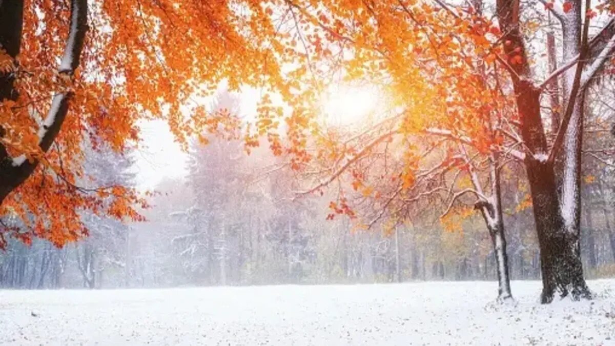 В ноябре 2023 в России наступит уже метеорологическая зима. Фото: unsplash.com