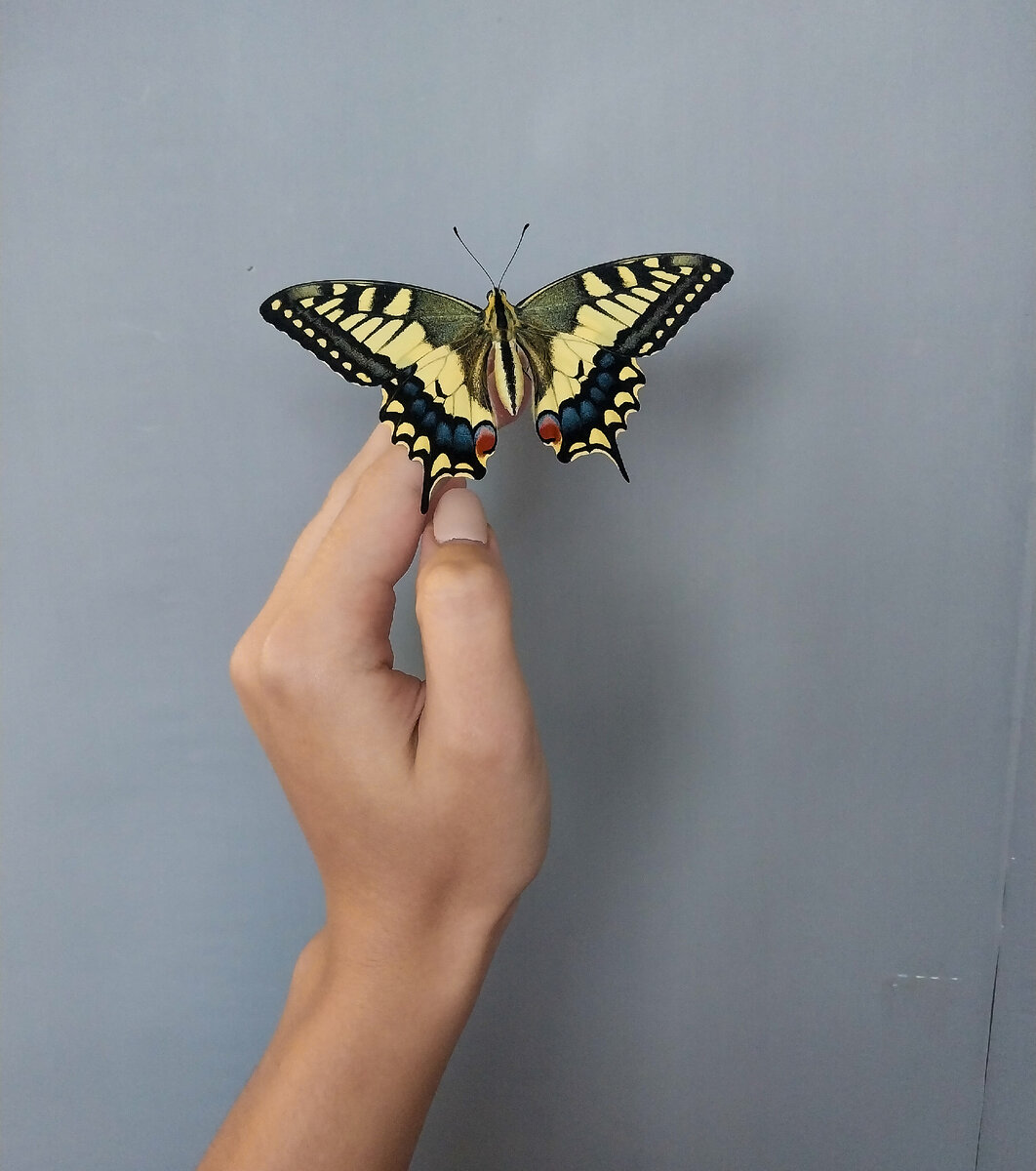 Фотофон из упаковочной бумаги. Справа хорошо виден "шов" и белые следы от использования скотча - он просто импортил верхний слой бумаги. Фото автора