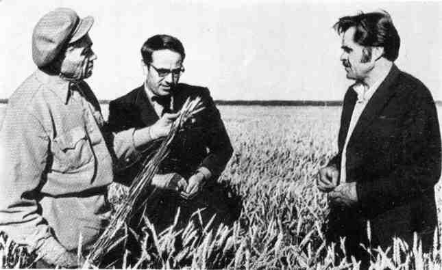 Терентий Мальцев. Кукуруза VS Пшеница. Часть 3 - Триумф Терентия Мальцева.