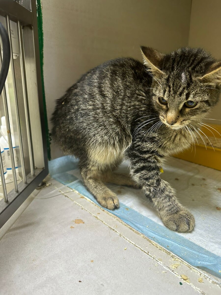 Зубастик выжил у него была прививка