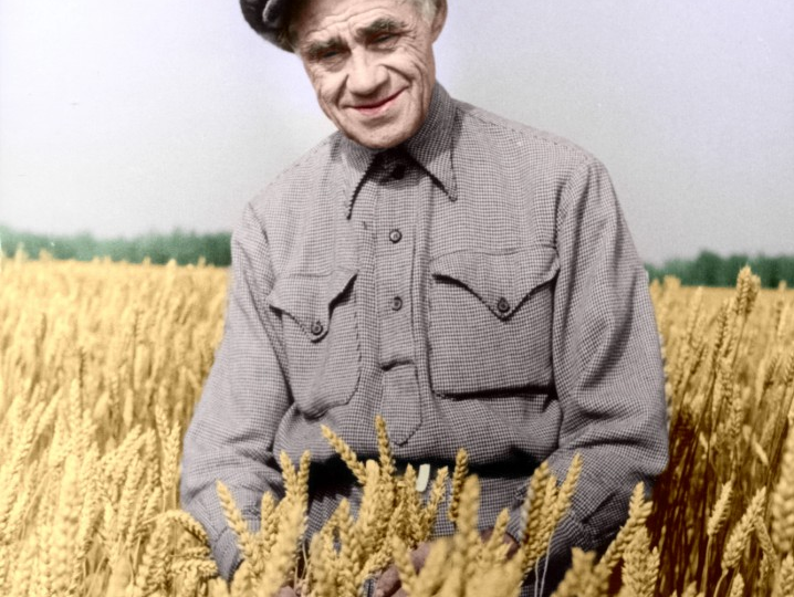 Терентий Мальцев. Кукуруза VS Пшеница. Часть 5 - Трудовой и научный подвиг.