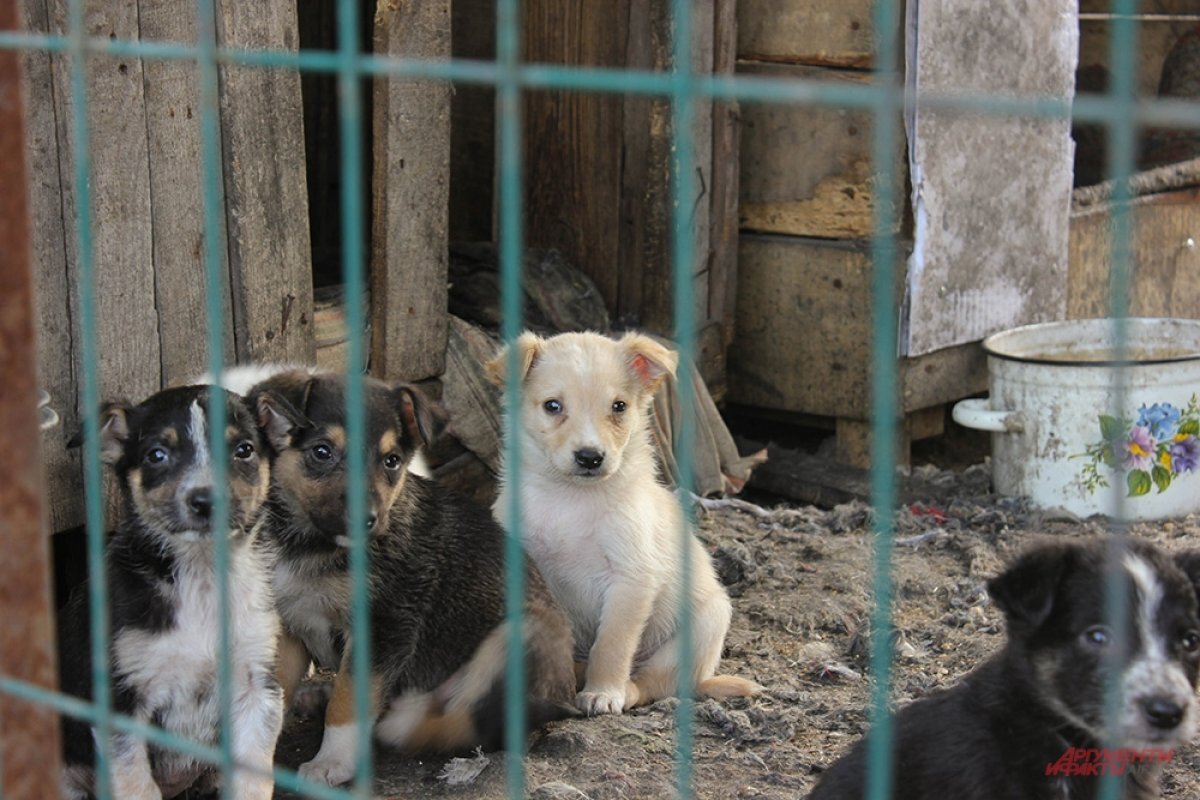    Астраханский приют для собак испытывает трудности