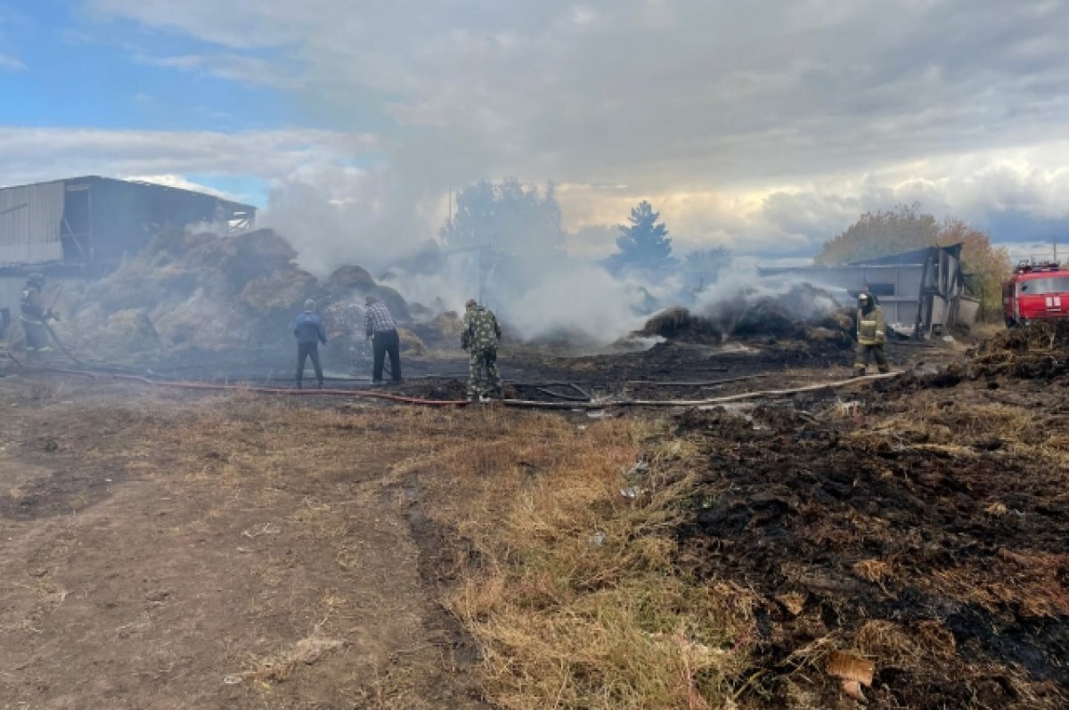   В Шарлыке из-за детской шалости сгорели скот, сарай и сено
