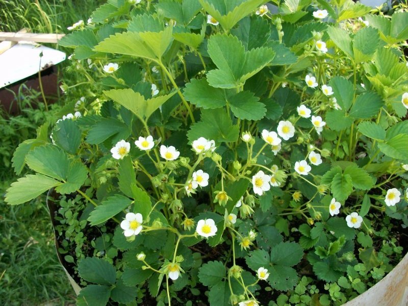 Без хорошего цветения не получить обильный урожай