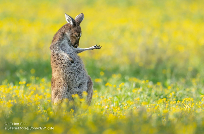    Jason Moore, comedywildlifephoto.com