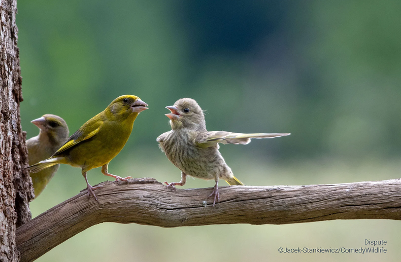    Jacek Stankiewicz, comedywildlifephoto.com