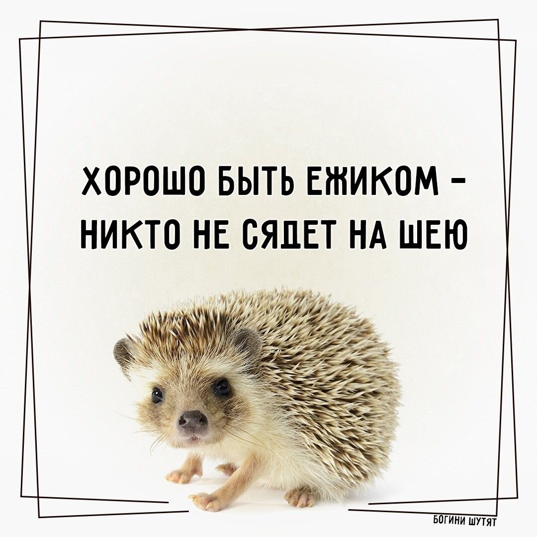 Пьяный ежик картинки