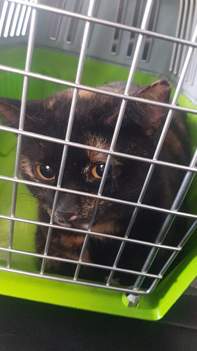 Первые минуты мытарства 