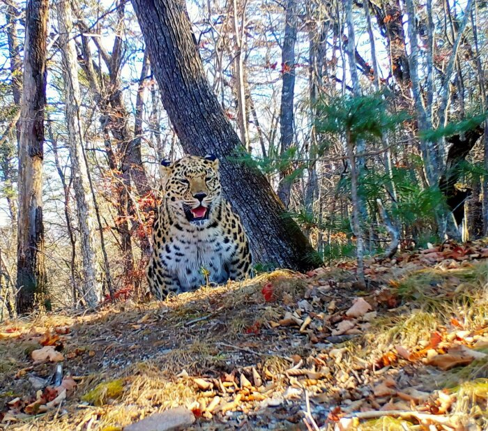Фото: телеграм-канал "Земля леопарда". Патриарх Национального парка Тайфун в отличной форме