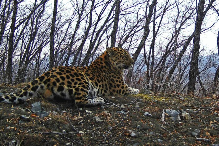 Фото: телеграм-канал "Земля леопарда". Тайфун в своих новых владениях - поближе к китайской границе 