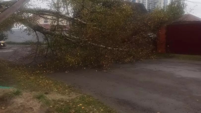     Растение не дает проехать через перекресток, об этом сообщили горожане в соцсетях.