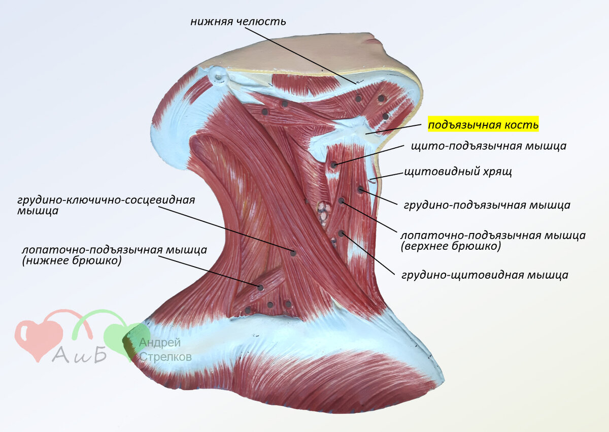 Мышцы шеи и головы сзади - 60 фото