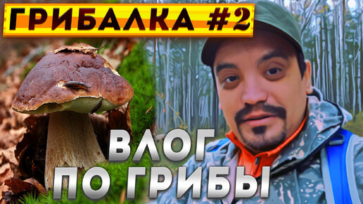 🍄 Влог поход по грибы в лес | Тихая охота на осеннии опята #грибы #грибалка #тихаяохота