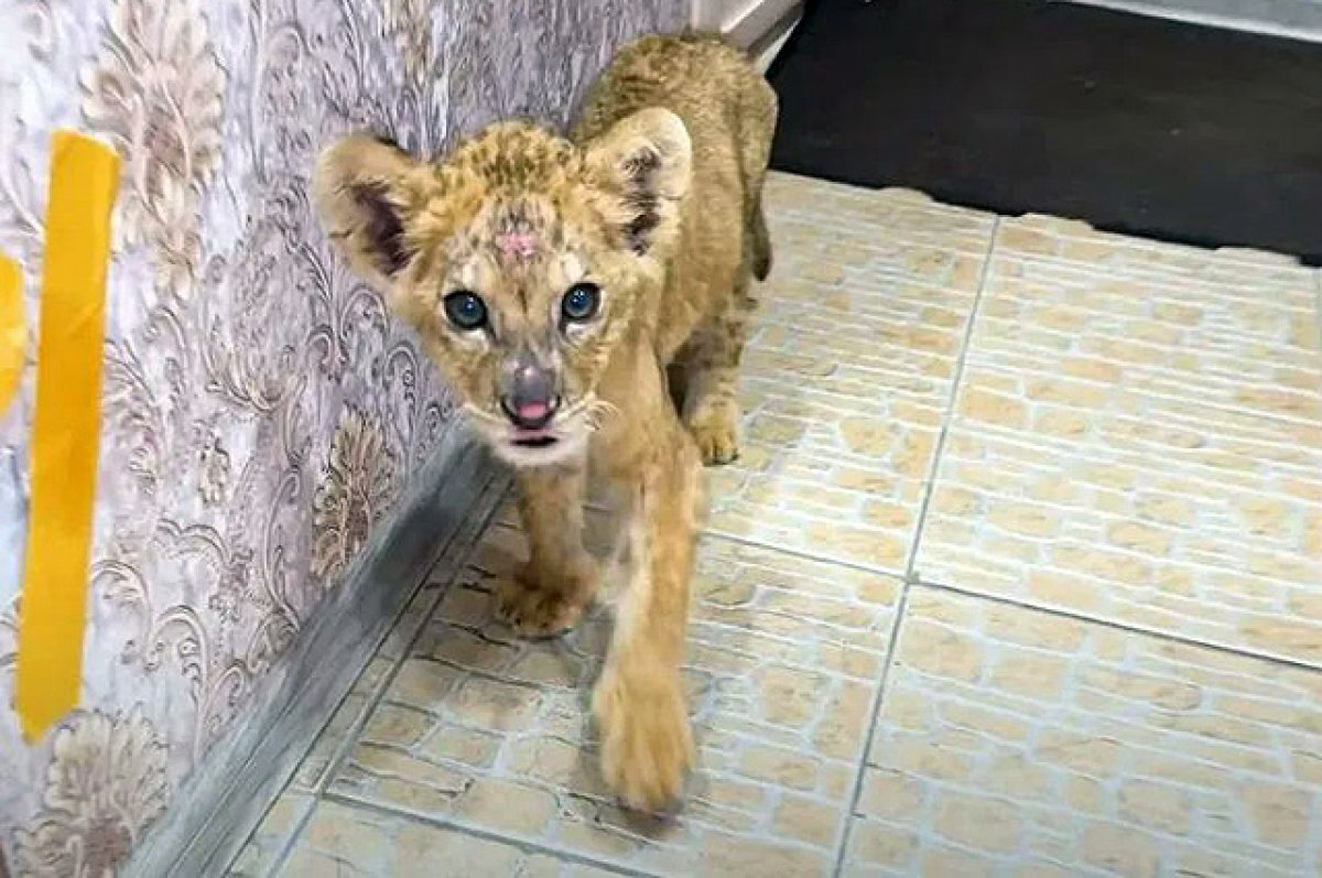    «Сделаем все, чтобы ты выжил».