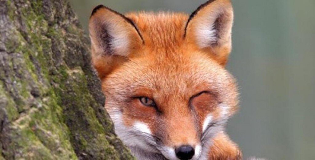 Картинка взята из общей сети Интернет