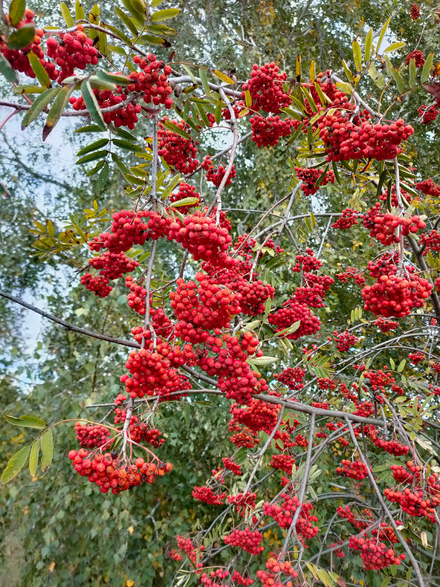 Рябина обыкновенная