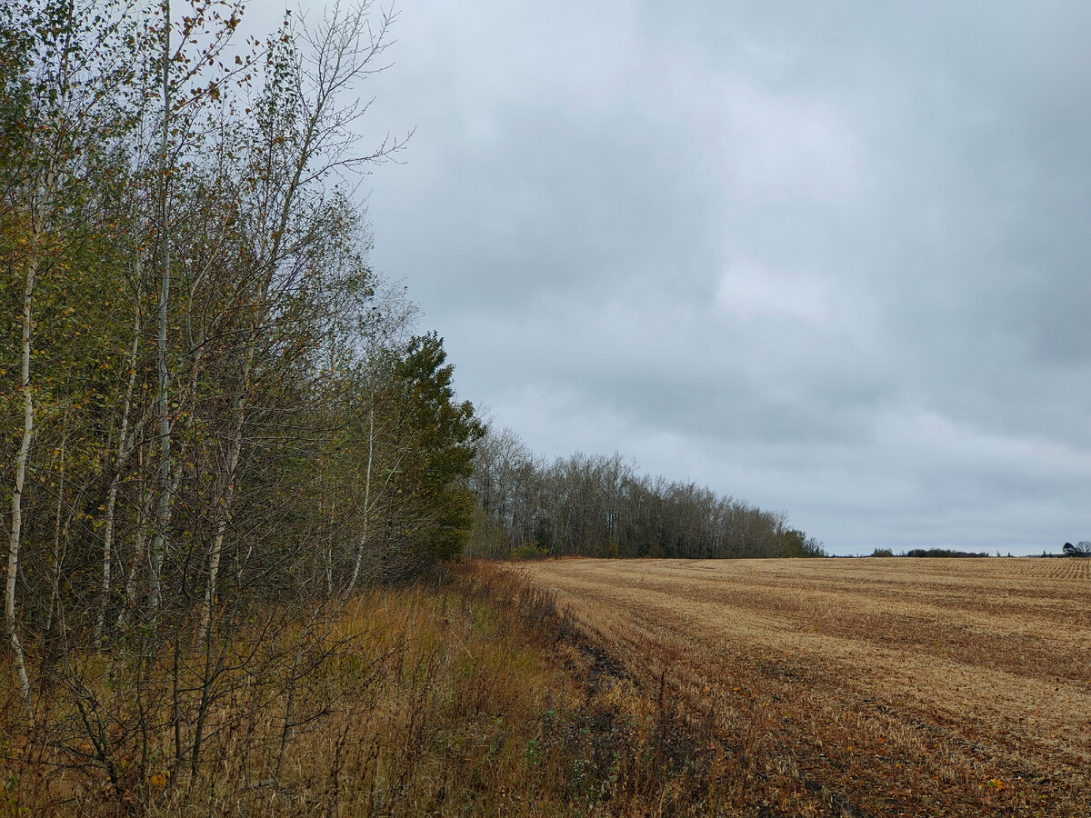 Нивы сжаты, рощи голы