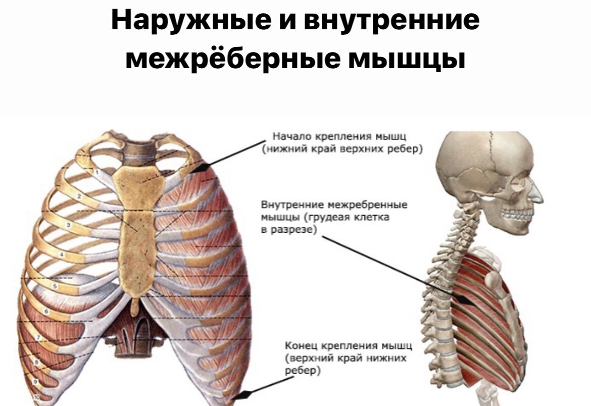 Внутренние межреберные мышцы начало. Наружные межреберные мышцы функции. Наружные межреберные мышцы анатомия. Внутрпнние пежпеберные сышцы. Наружные межреберные мышцы анатомия.
