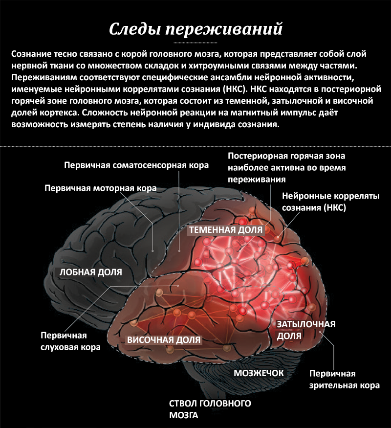 Строение переднего отрезка глаза