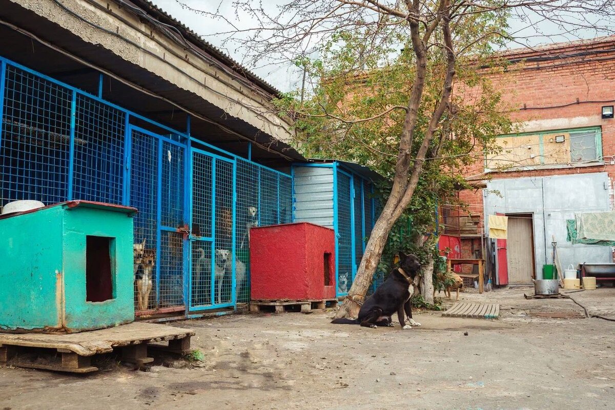 Приют "Омские хвостики"