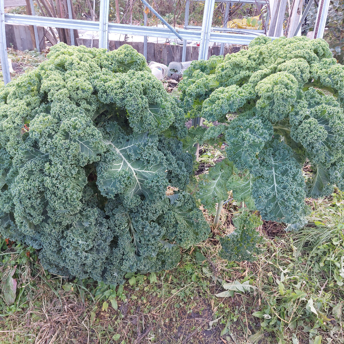 Вот подарила одно растение этой капусты Кале соседке Юле. Видите такую ее голенькую ножку внизу. ВОООТ. Я взяла, сломила ее и получился такой оригинальный веник=букет, совершенно непохожий на то, что это всего-навсего одно растение!  