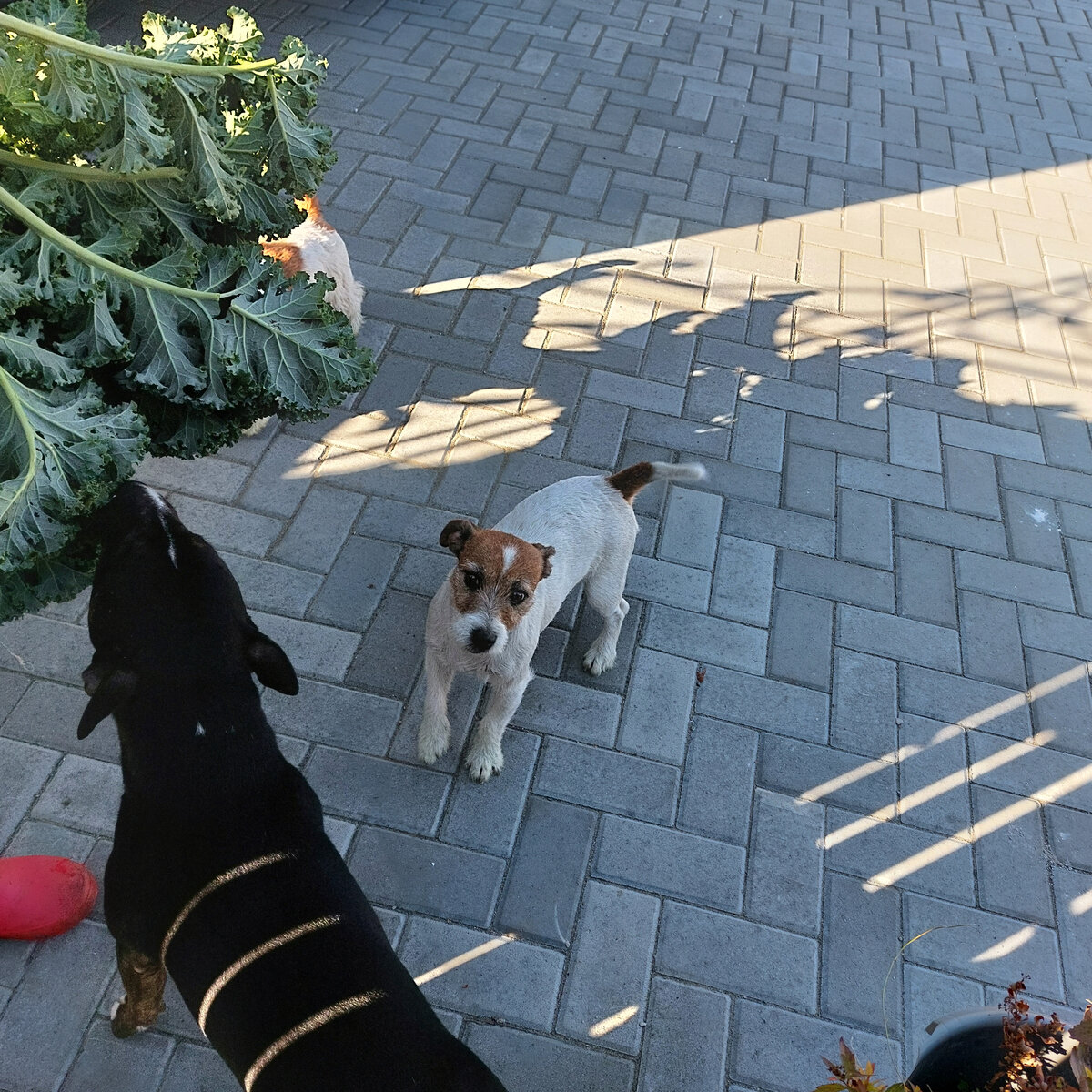 Вот. Пошла провожать Юлю через дорогу, а у неё там такой собачий детский сад выскочил! Радуются, что МАМА пришла.