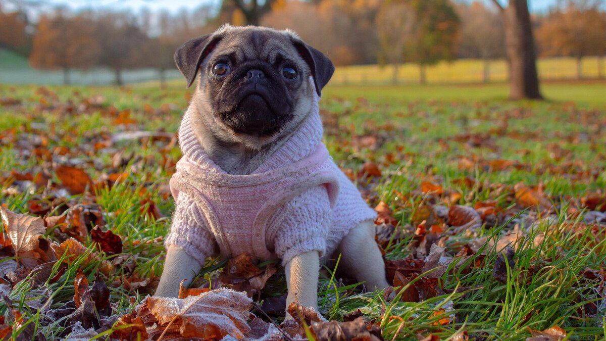    Шерсти недостаточно: каким собакам нужно утепляться© Unsplash | Ashleigh Robertson