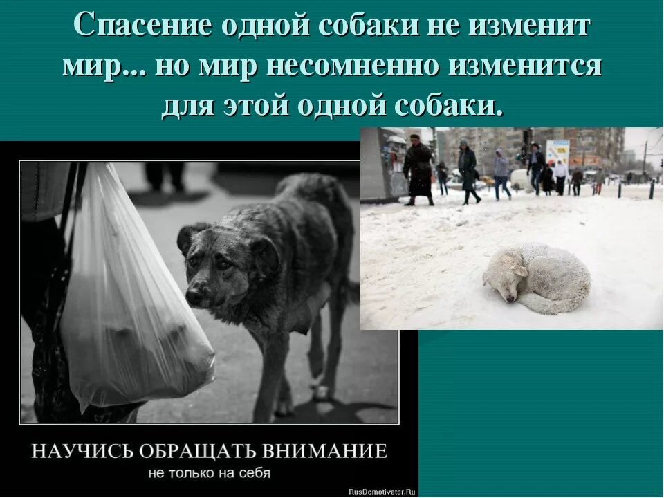 Что делать, если вы обнаружили пропавшее животное?