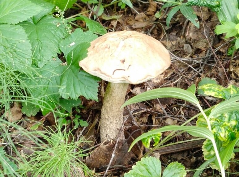 Съедобные грибы Западной Сибири (68 фото)