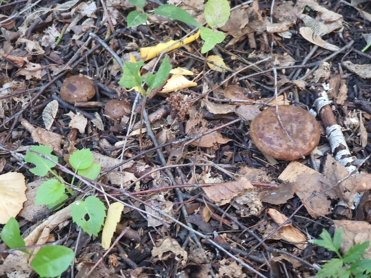 Коровники на нашей даче, 23 августа 2023