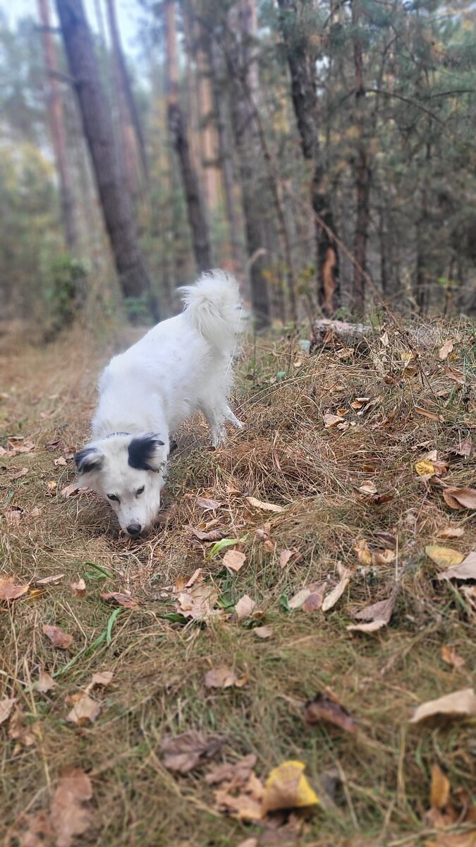 Искатель Буся.