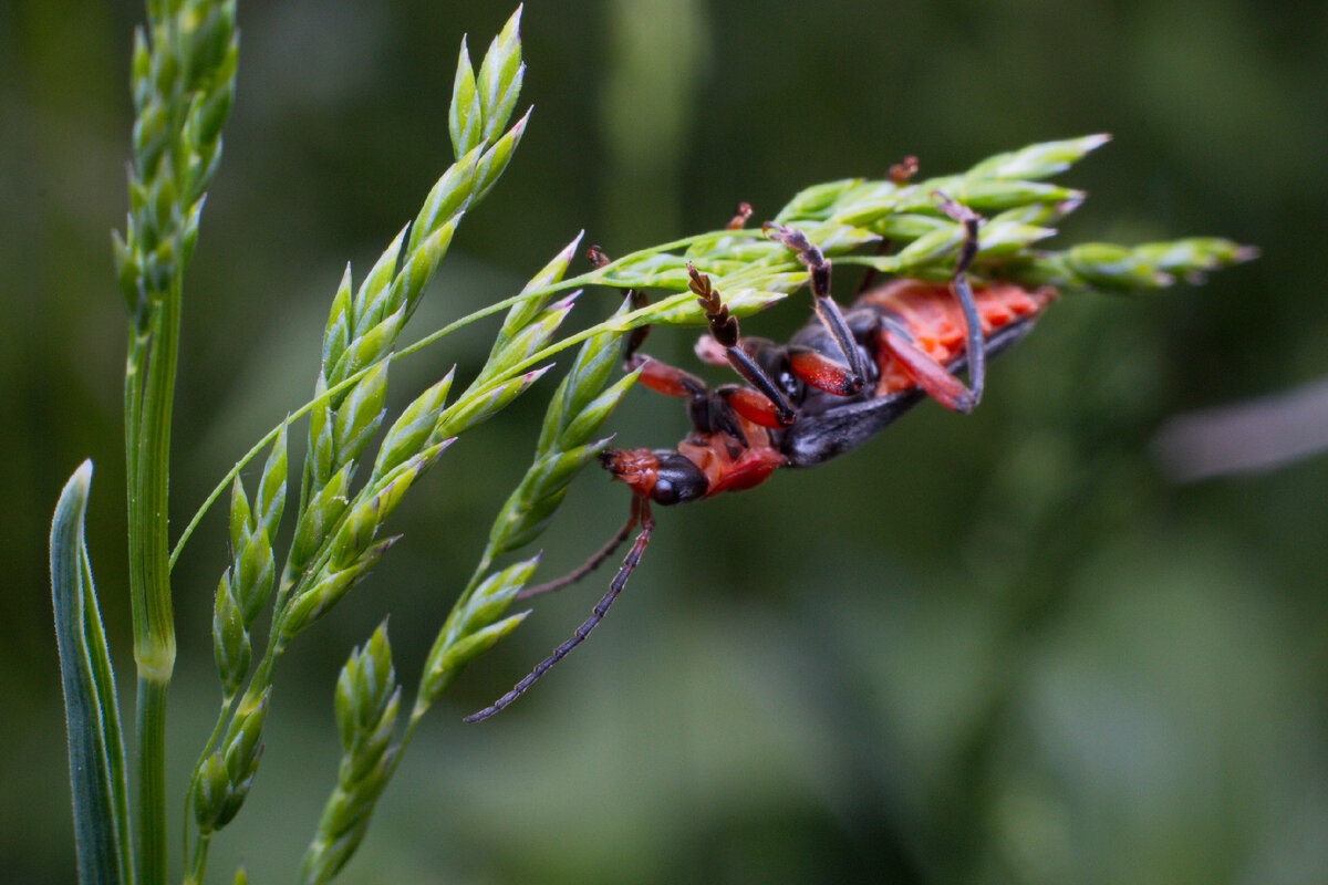 Мягкоте́лки (лат. Cantharidae)