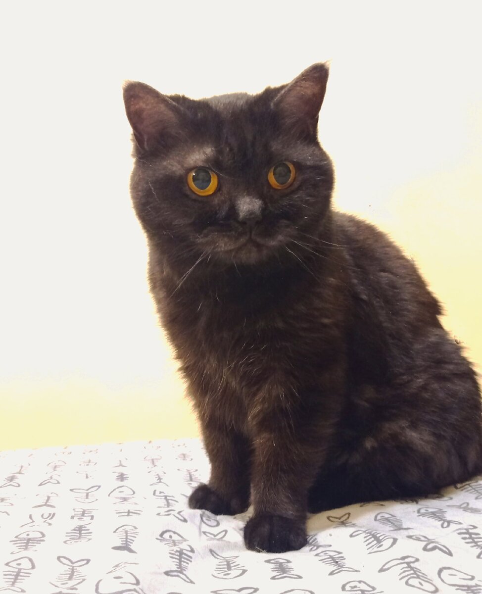 Кошкинья, травится кошачьим кормом супер-премиум класса