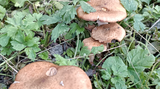 Декоративные грибы для сада своими руками (69 фото)