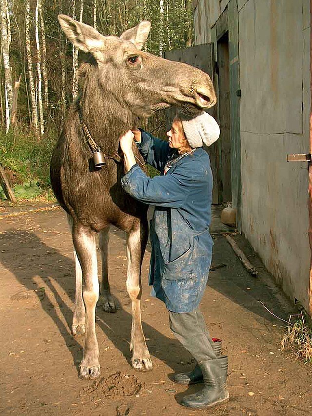 Доярка с лосихой