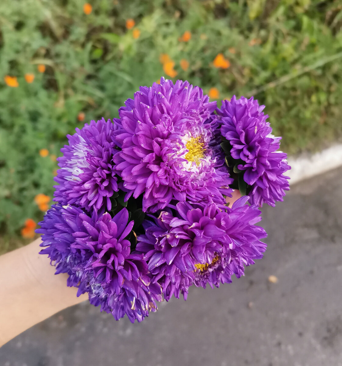 Но здесь пусть лучше будет фото последних цветов с нашей клумбы у дома. Остальные уже давно замёрзли. 