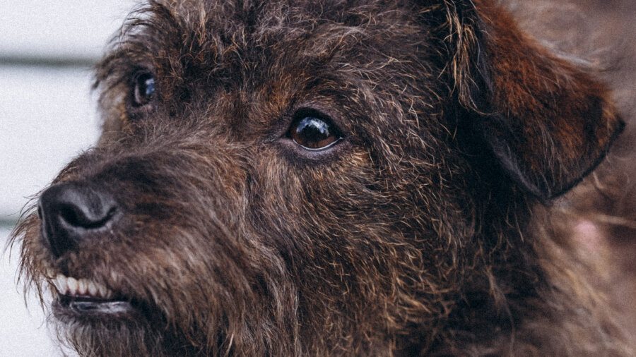 Пугливые собаки — совершенно такие же, как и другие собаки