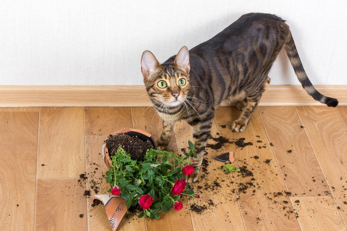 Разбитый кот. Кот и разбитый цветочный горшок. Разбитый цветок кошка. Кот на горшке. Горшок для кошек.