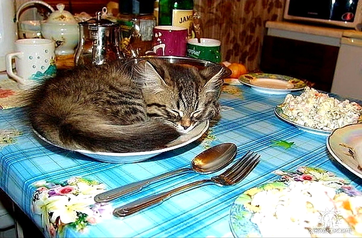 Кот в тарелке. Кот на праздничном столе. Кот за столом. Тарелка кошка.