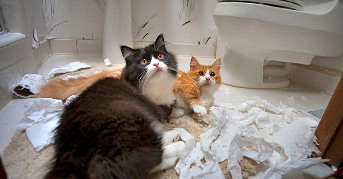 Коты портят. Коты шкодят. Нашкодивший кот. Кошка в квартире. Дом для кошки.