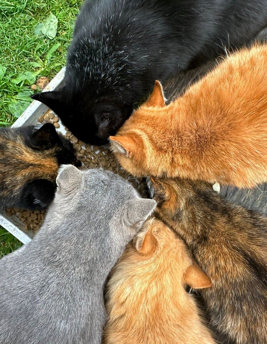 Коты на дачах, которых мы подкармливаем