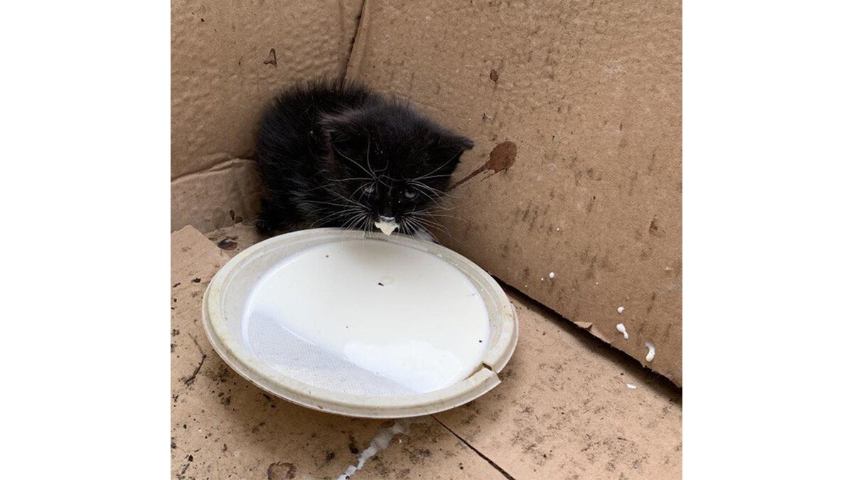 Можно ли запирать котенка в туалете на ночь