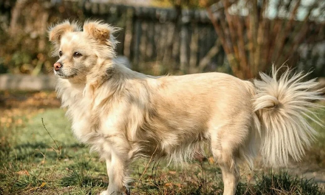 Собачий древний грек.