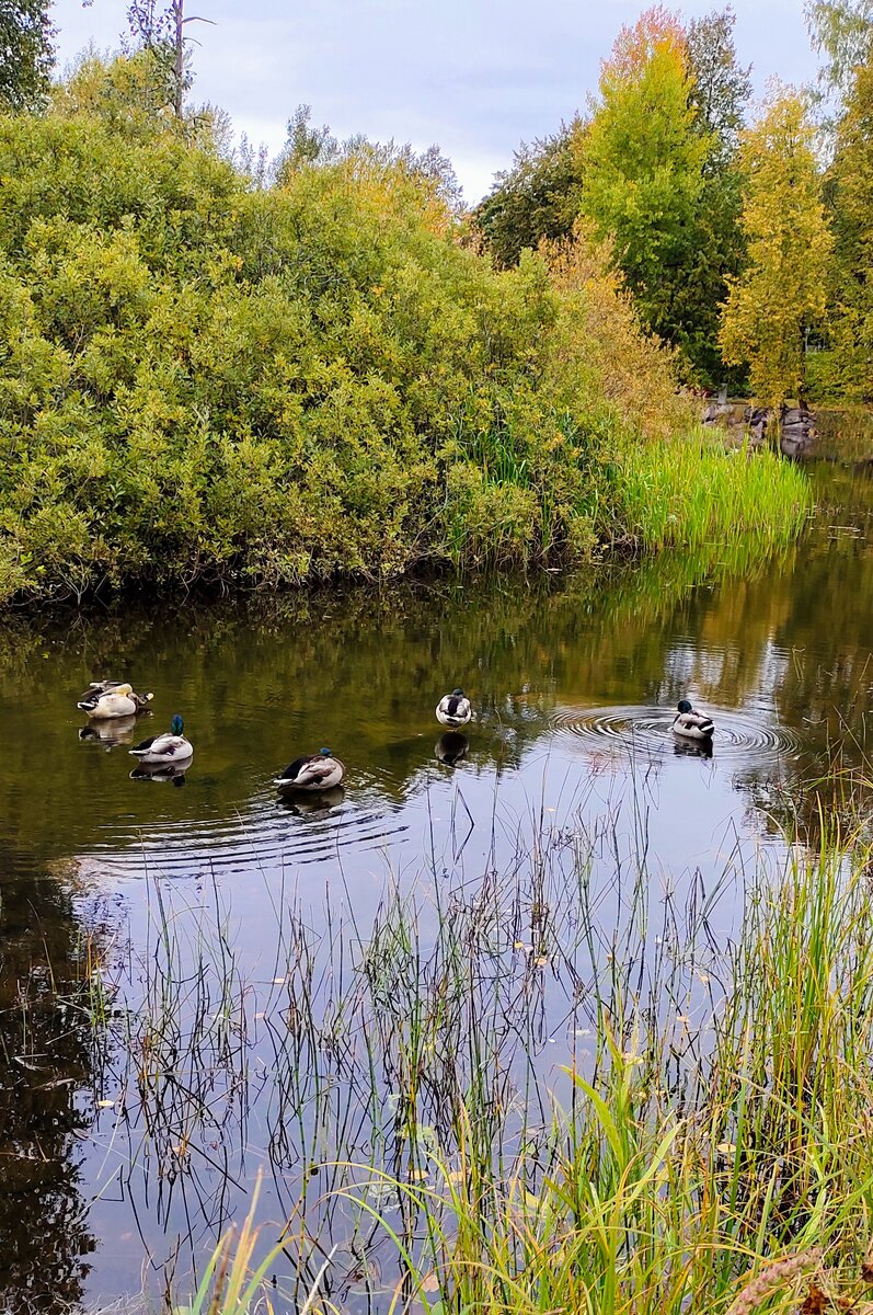 Такие живописные озера с уточками встречали нас в Приозерске