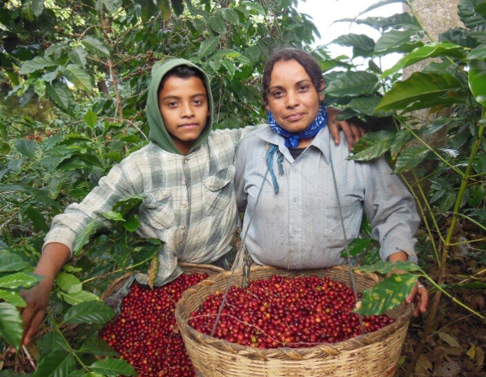 Семья помогает в сборе кофе.