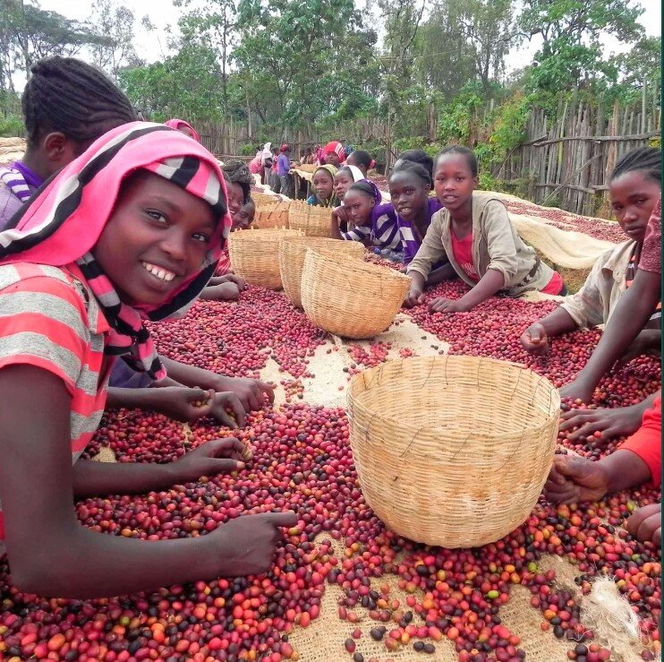 Наемные работники на сортировке кофе